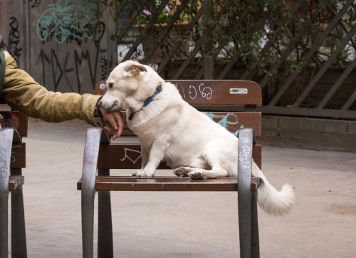 ¡Novedad! Primer curso online sobre el vínculo interespecie en situaciones de vulnerabilidad