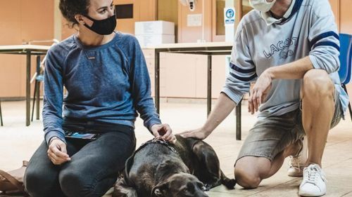  Oferirem assistència veterinària gratuïta als animals de les famílies vulnerables de tot Espanya.