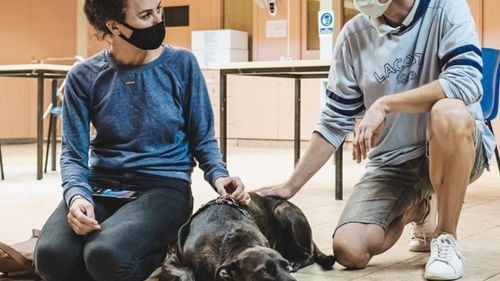 Ofreceremos asistencia veterinaria gratuita a los animales de las familias vulnerables de toda España